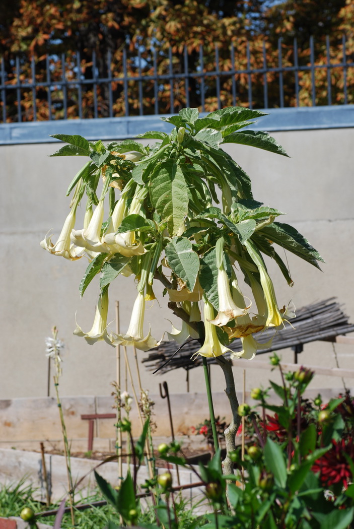 Wallpapers Nature Flowers Fleur du jardin du Luxembourg