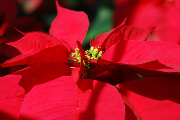 Wallpapers Nature Flowers Fleur rouge du jardin du Luxembourg