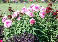 Wallpapers Nature Groupe de fleur du jardin du Luxembourg