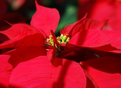 Wallpapers Nature Fleur rouge du jardin du Luxembourg