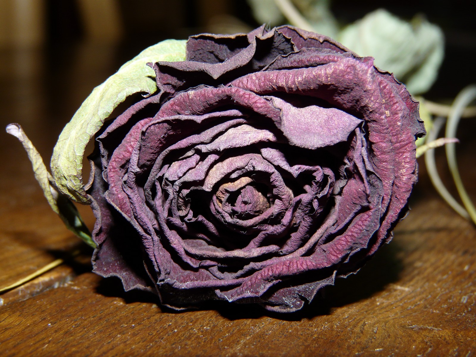 Fonds d'cran Nature Fleurs choux la rose