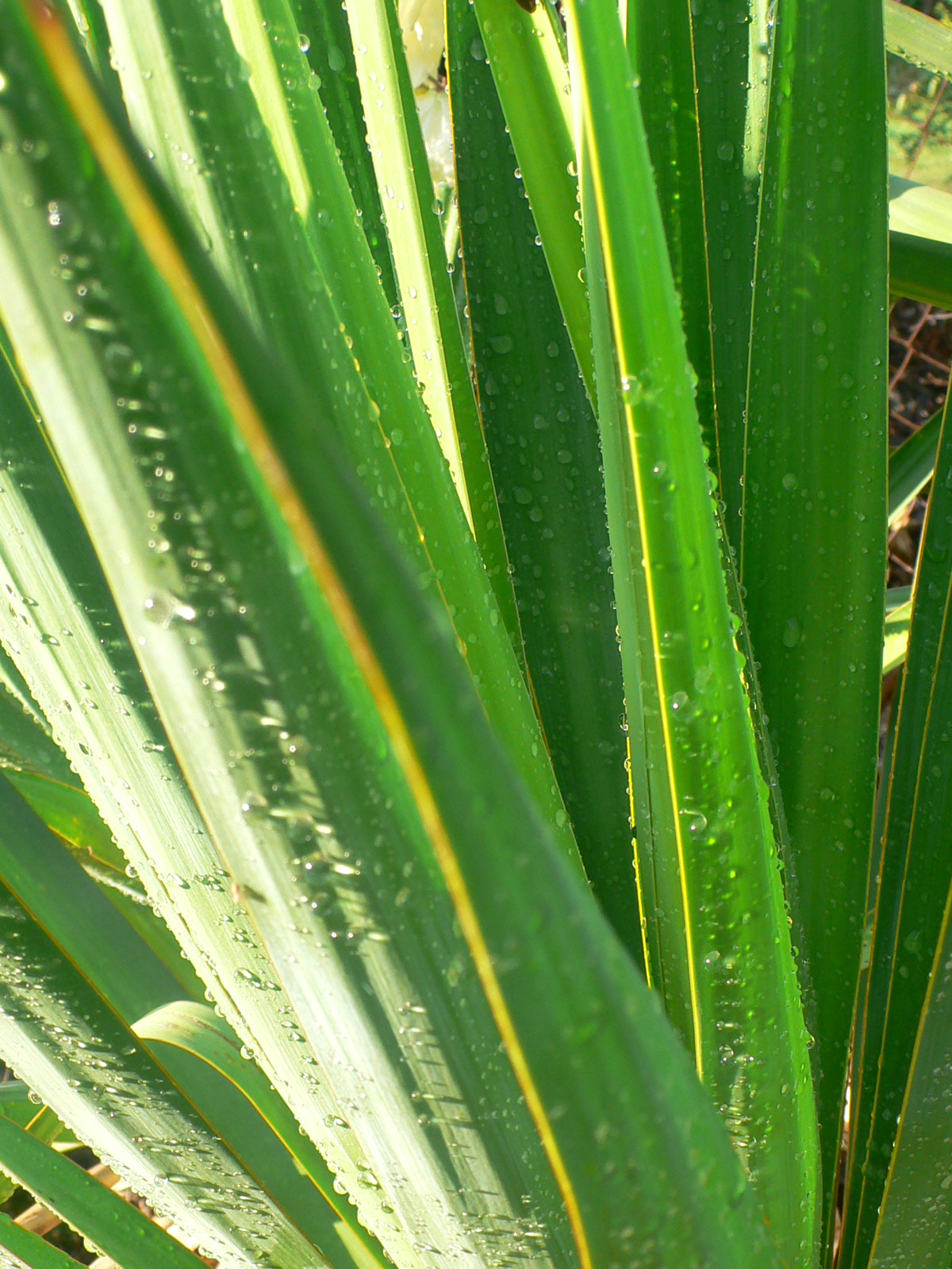 Fonds d'cran Nature Plantes - Arbustes Aprs la pluie