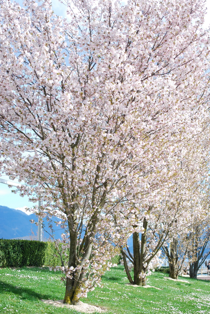 Fonds d'cran Nature Arbres - Forts Arbre en fleur au printemps