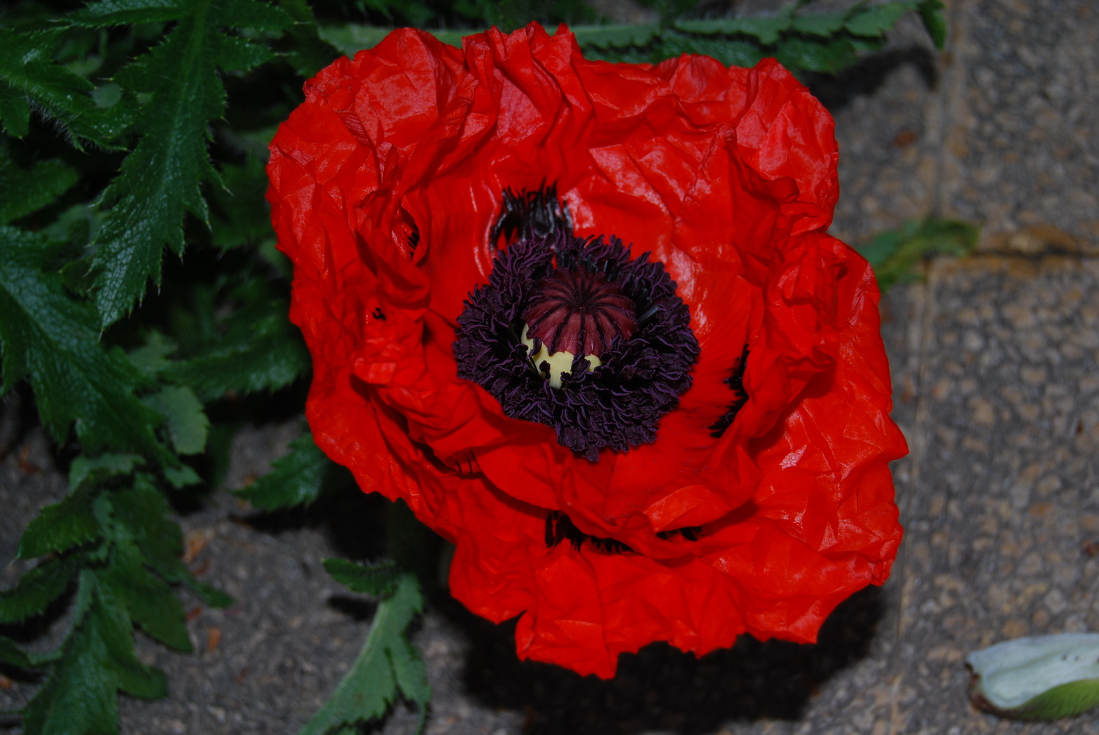 Fonds d'cran Nature Fleurs Fleur rouge de nuit