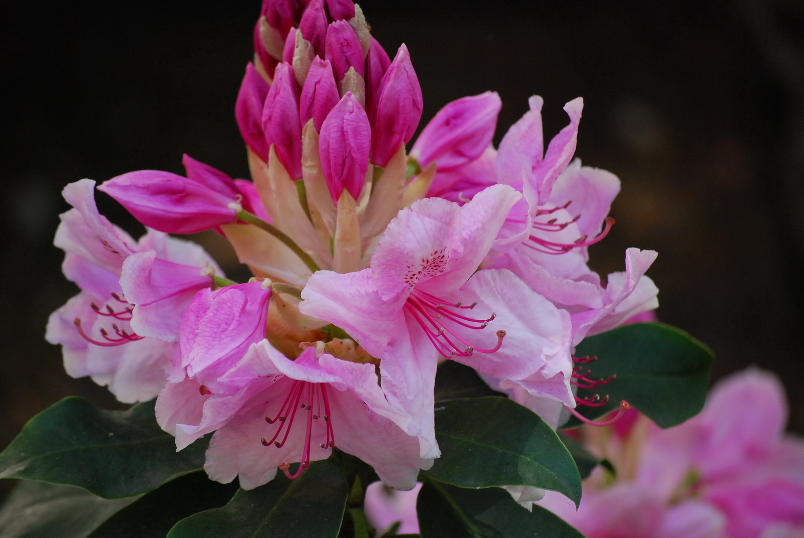 Fonds d'cran Nature Fleurs Groupe de petites fleurs roses