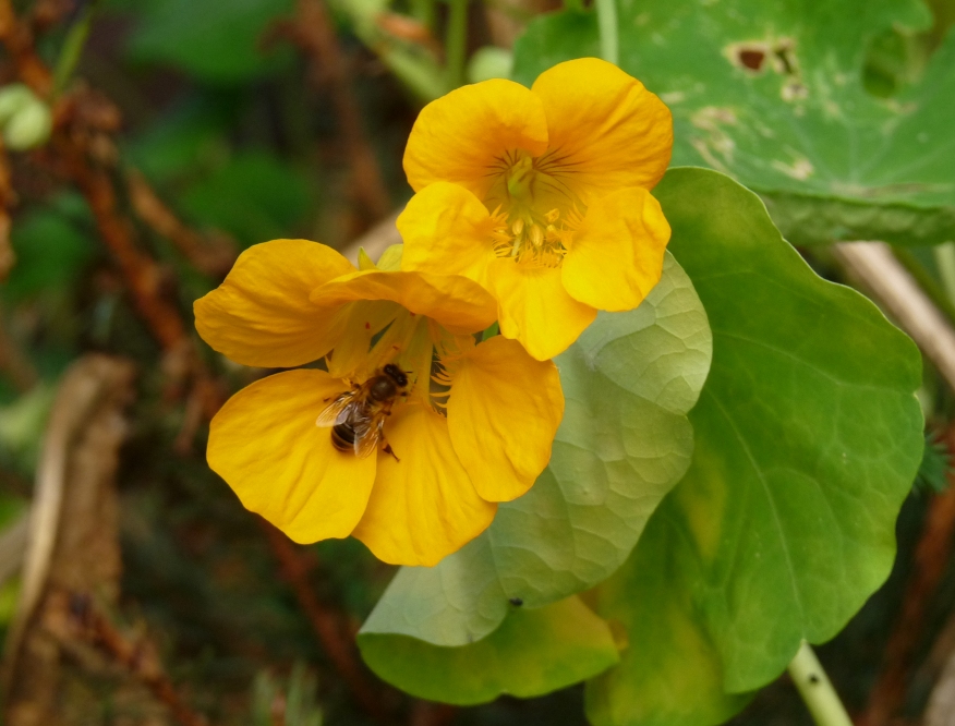 Fonds d'cran Nature Fleurs Fleurs Vs Abeille