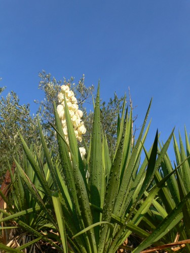 Fonds d'cran Nature Fleurs Yucca en fleurs 