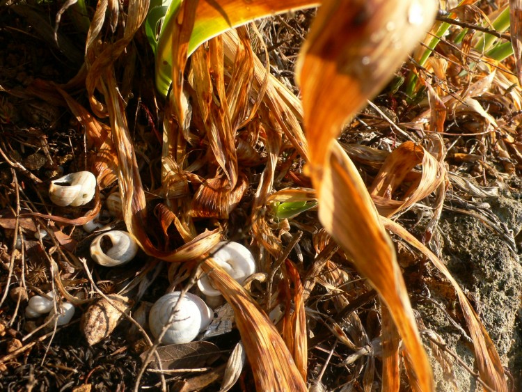 Wallpapers Nature Shells Couleurs d'automne