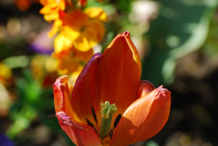 Fonds d'cran Nature Fleurs Fleur orange