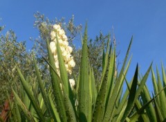 Fonds d'cran Nature Yucca en fleurs 