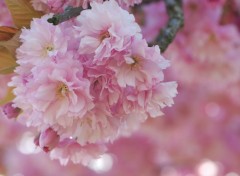 Fonds d'cran Nature Fleur printaniere rose