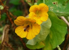 Fonds d'cran Nature Fleurs Vs Abeille