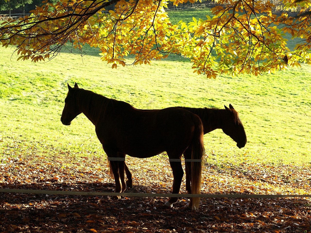 Fonds d'cran Animaux Chevaux cheval  2 ttes