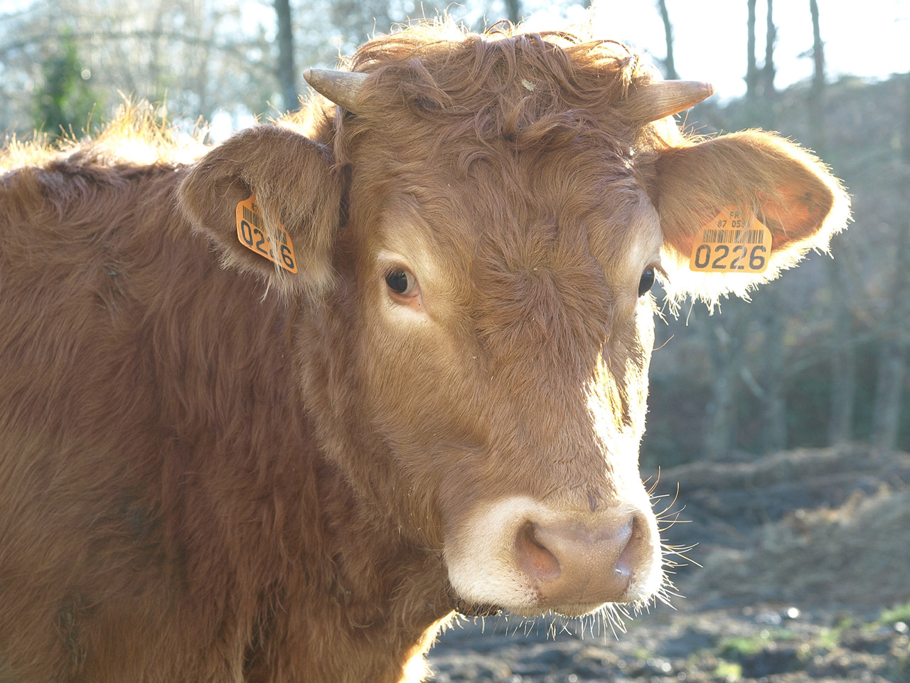 Fonds d'cran Animaux Vaches - Taureaux - Boeufs oh la vache