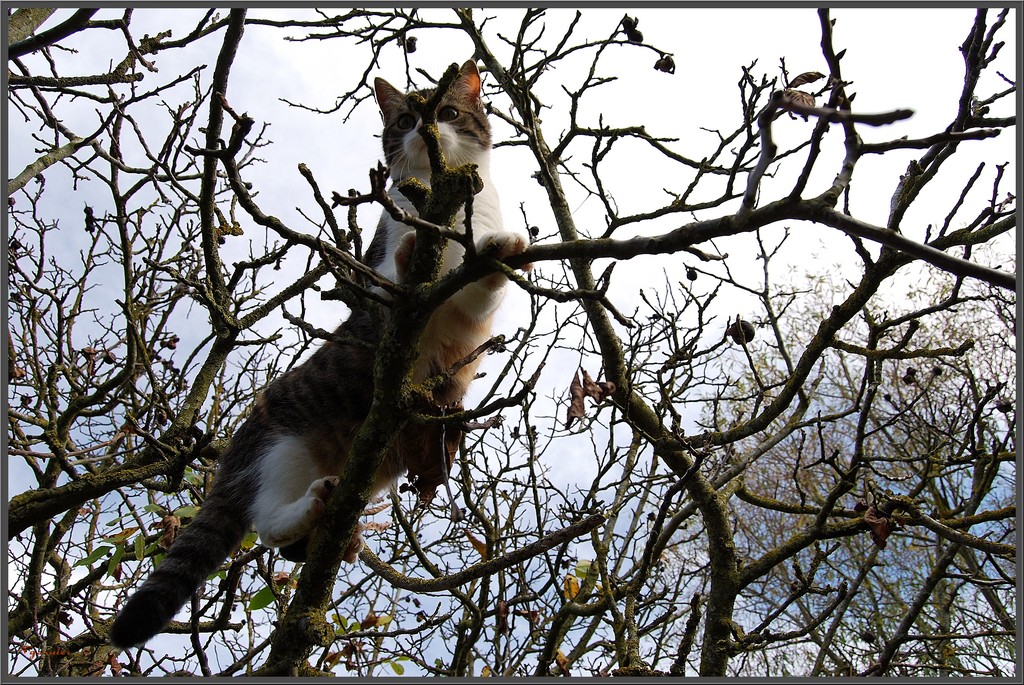 Wallpapers Animals Cats - Kittens Mouchette dans son arbre