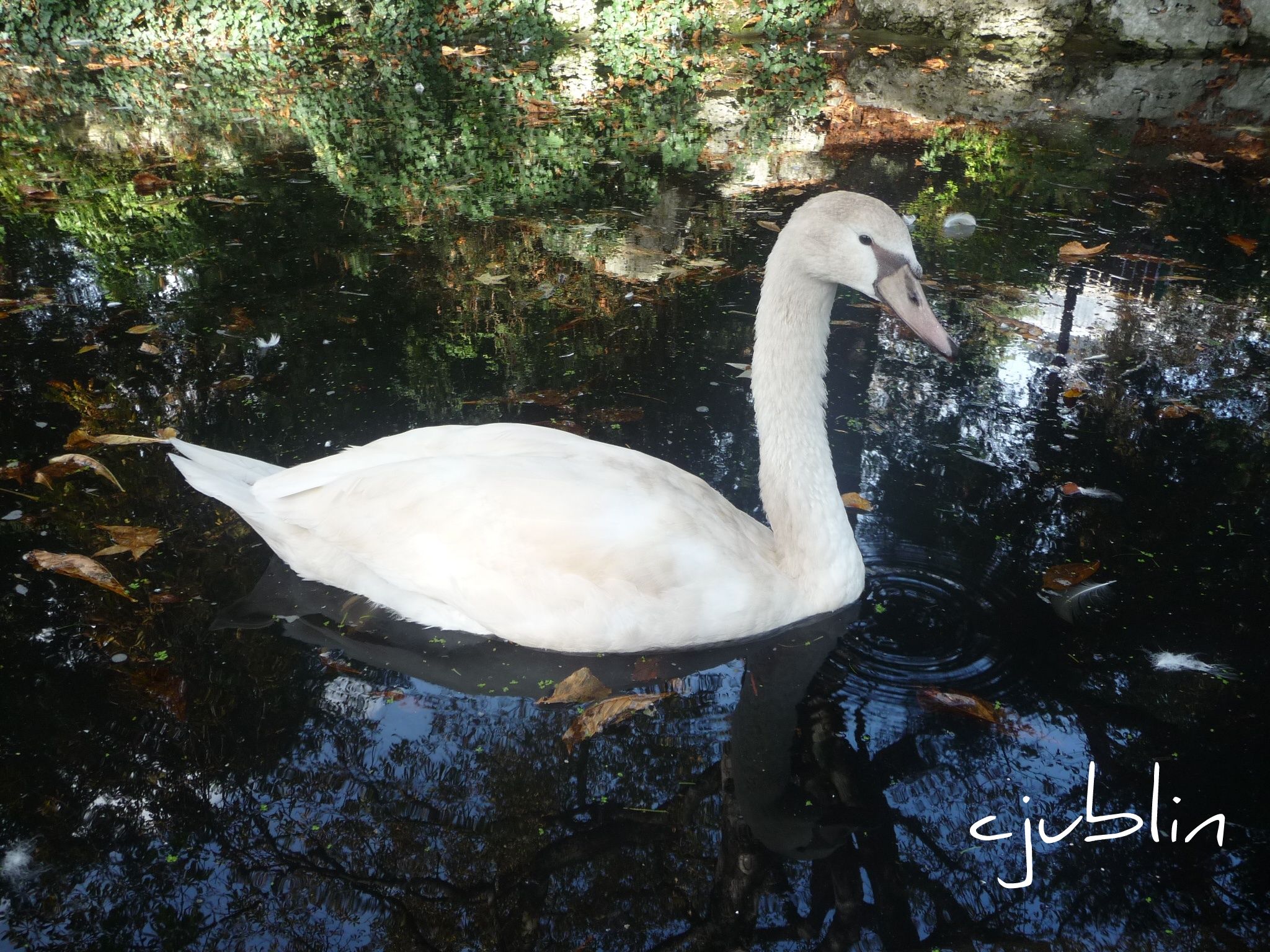 Wallpapers Animals Birds - Swans que de couleurs autour de ce cygne