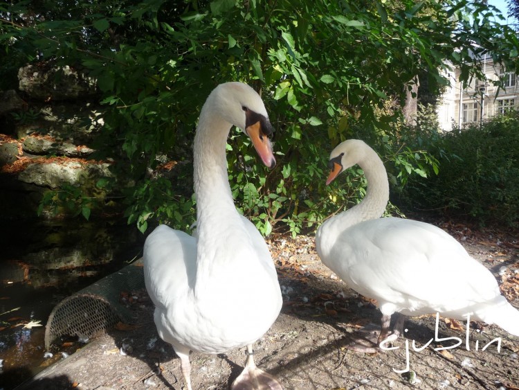 Fonds d'cran Animaux Oiseaux - Cygnes un petit bain de soleil, a fait du bien