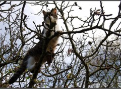 Wallpapers Animals Mouchette dans son arbre