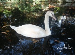 Fonds d'cran Animaux que de couleurs autour de ce cygne