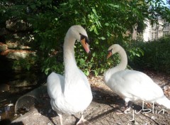 Fonds d'cran Animaux un petit bain de soleil, a fait du bien