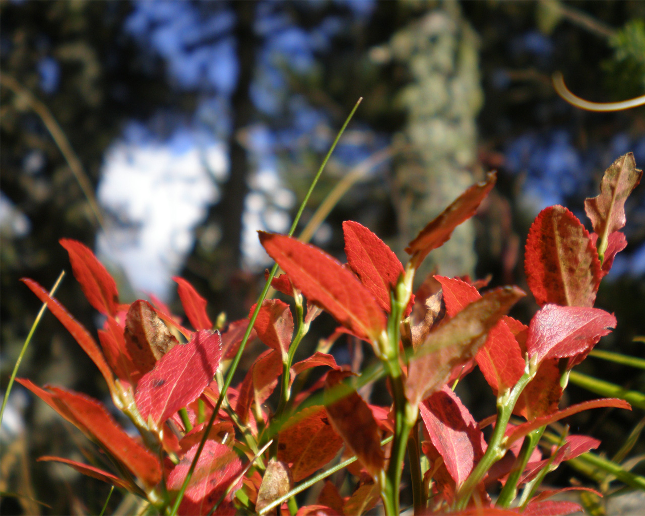 Wallpapers Nature Leaves - Foliage feuillage rouge