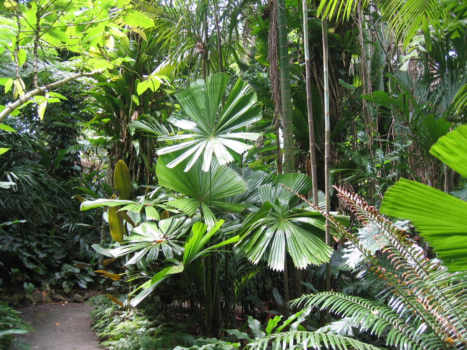 Fonds d'cran Voyages : Ocanie Australie Jardin botanique, Cairns, Queensland, Australie