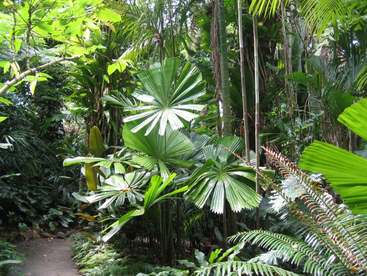 Fonds d'cran Voyages : Ocanie Australie Jardin botanique, Cairns, Queensland, Australie