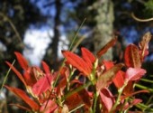 Fonds d'cran Nature feuillage rouge