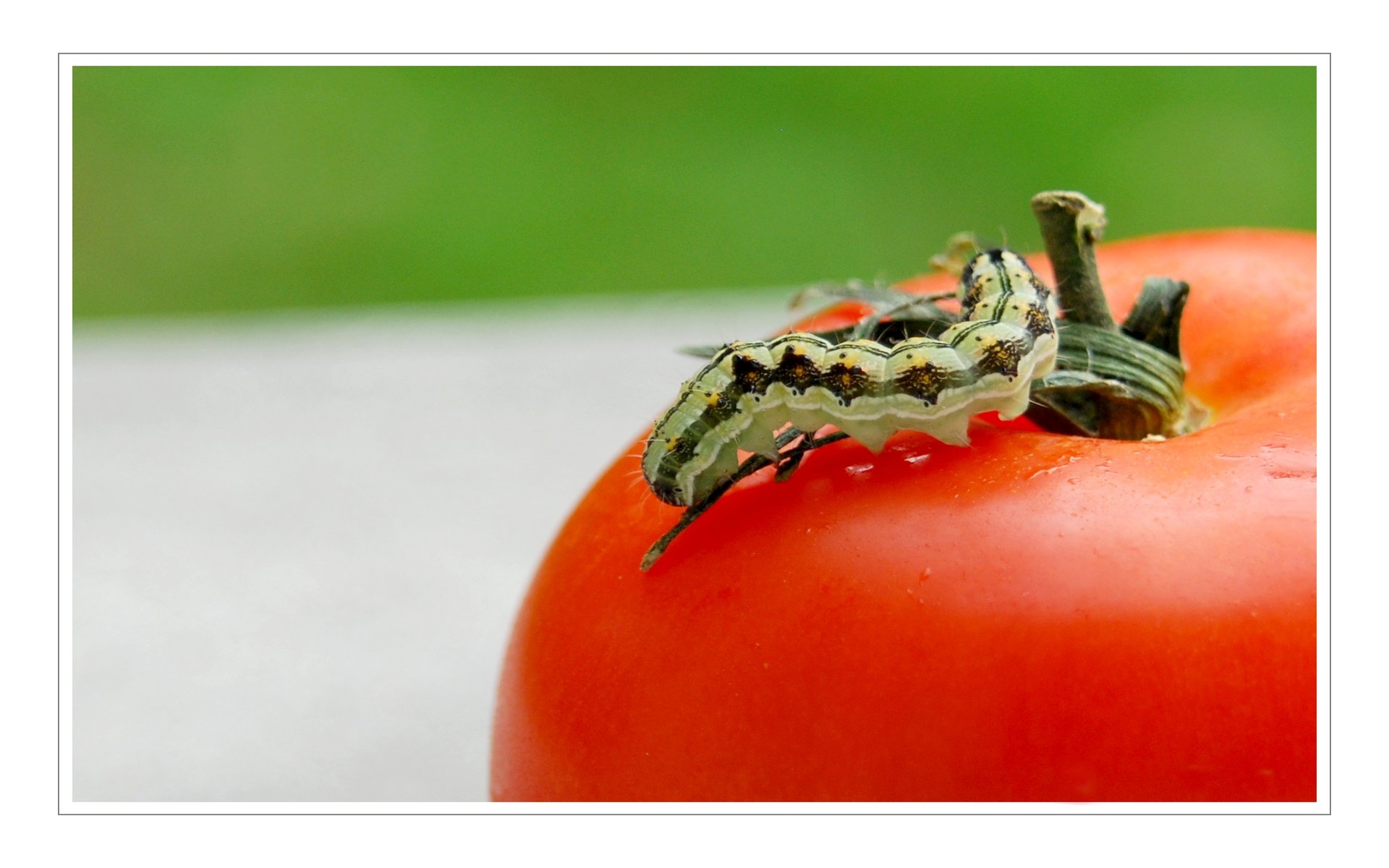 Fonds d'cran Animaux Insectes - Chenilles La Chenille se promne sur une tomate