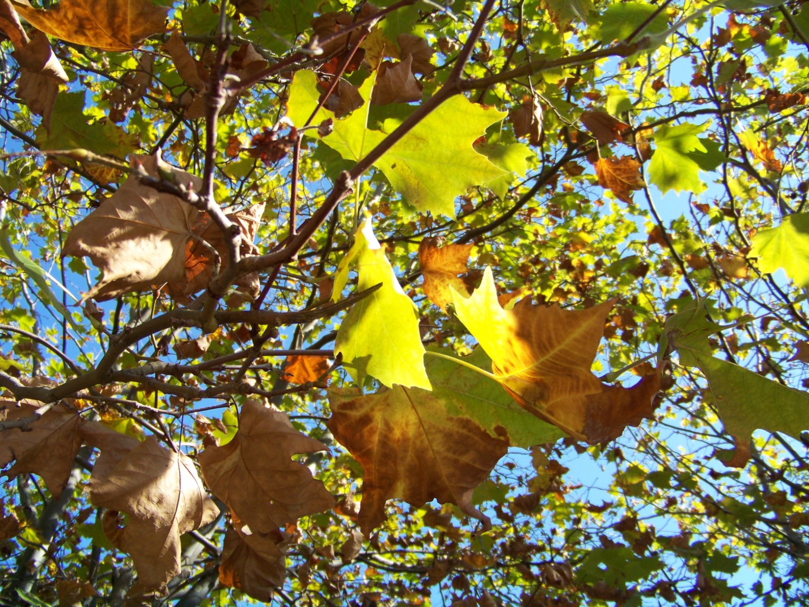 Wallpapers Nature Leaves - Foliage 