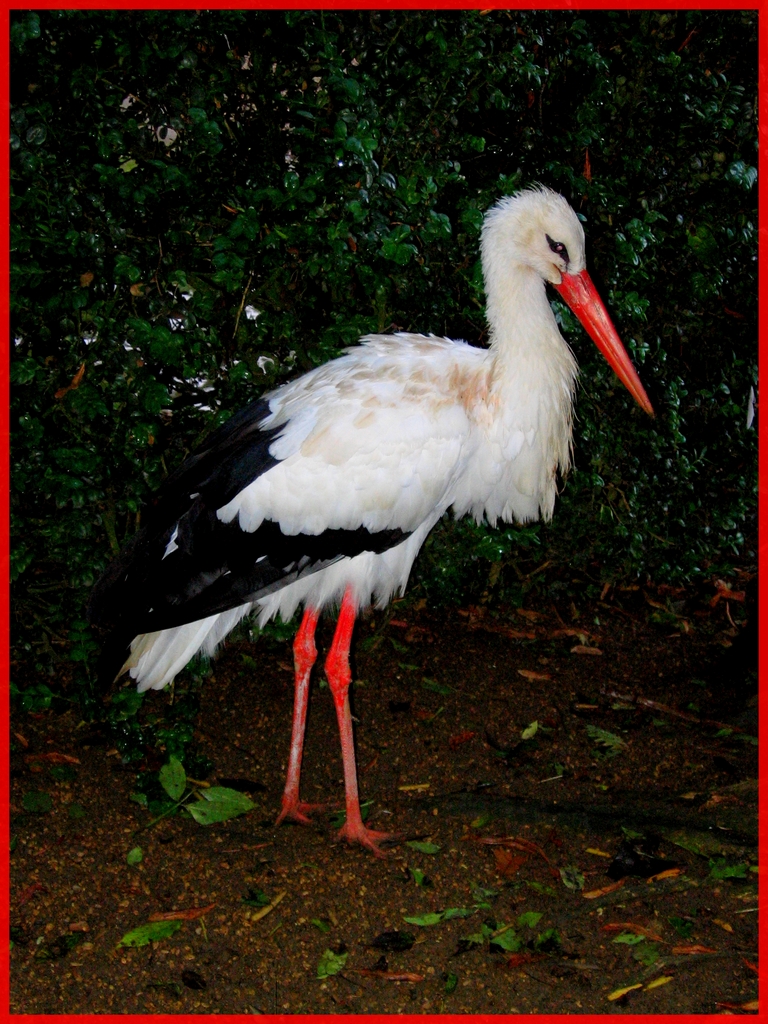 Fonds d'cran Animaux Oiseaux - Cigognes 