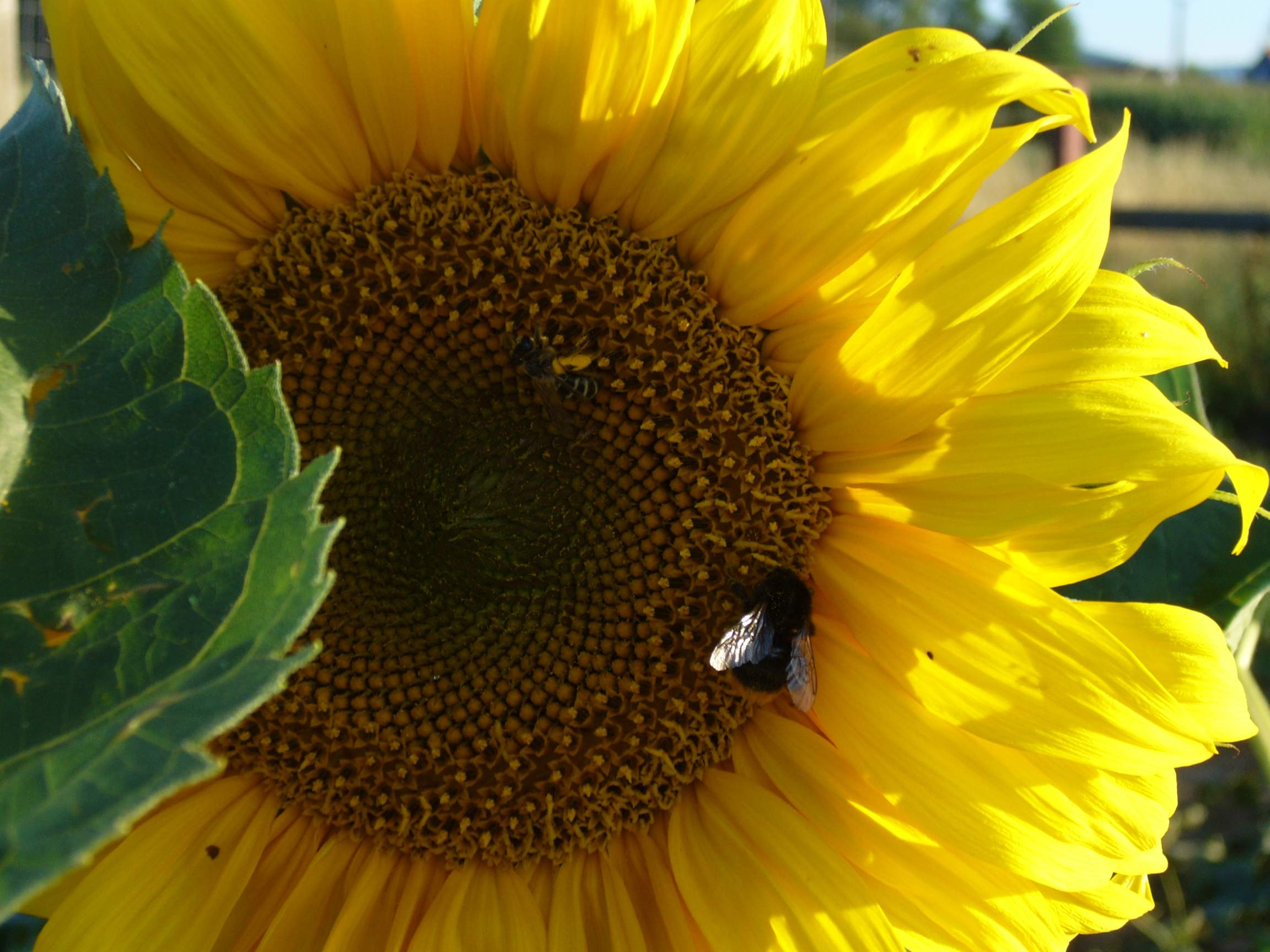 Fonds d'cran Nature Fleurs 