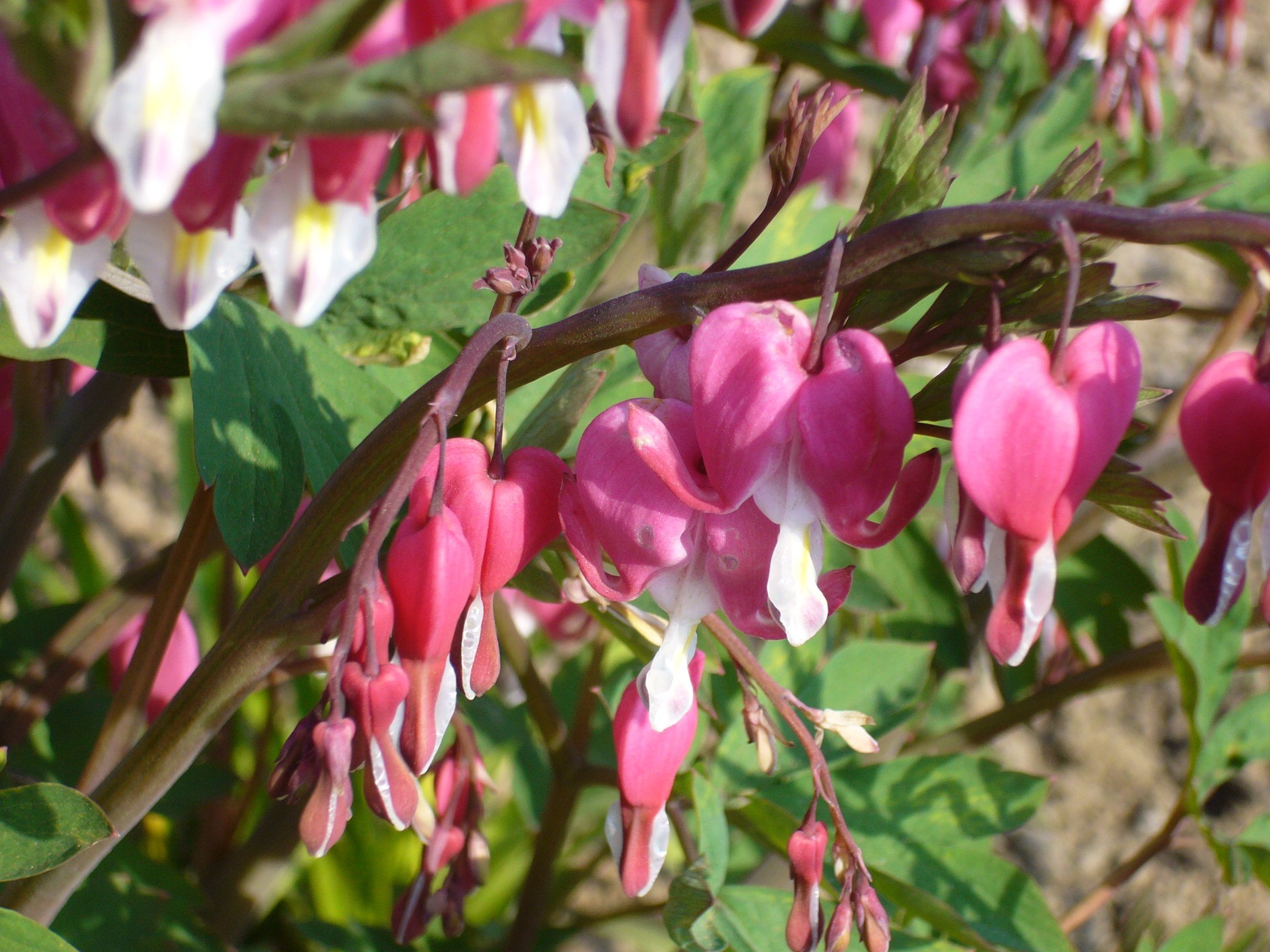 Fonds d'cran Nature Fleurs 