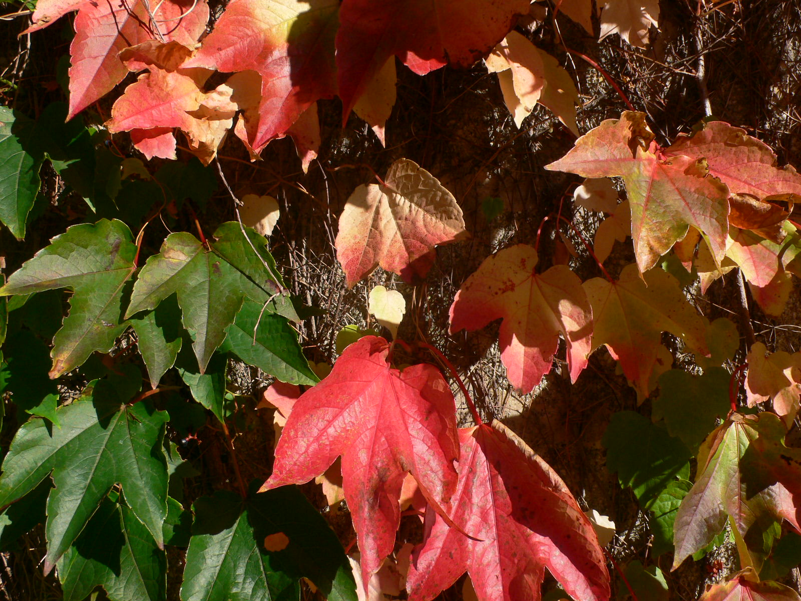 Wallpapers Nature Leaves - Foliage Vigne vierge d'automne 