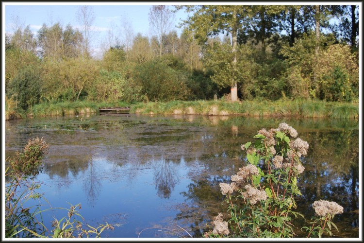 Fonds d'cran Nature Lacs - Etangs Etang de Clastres (02)