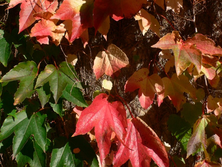 Fonds d'cran Nature Feuilles - Feuillages Vigne vierge d'automne 