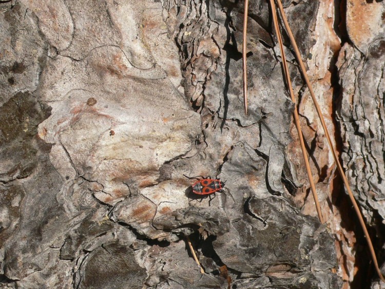 Fonds d'cran Nature Arbres - Forts Promenade  ensoleille sur une belle corce