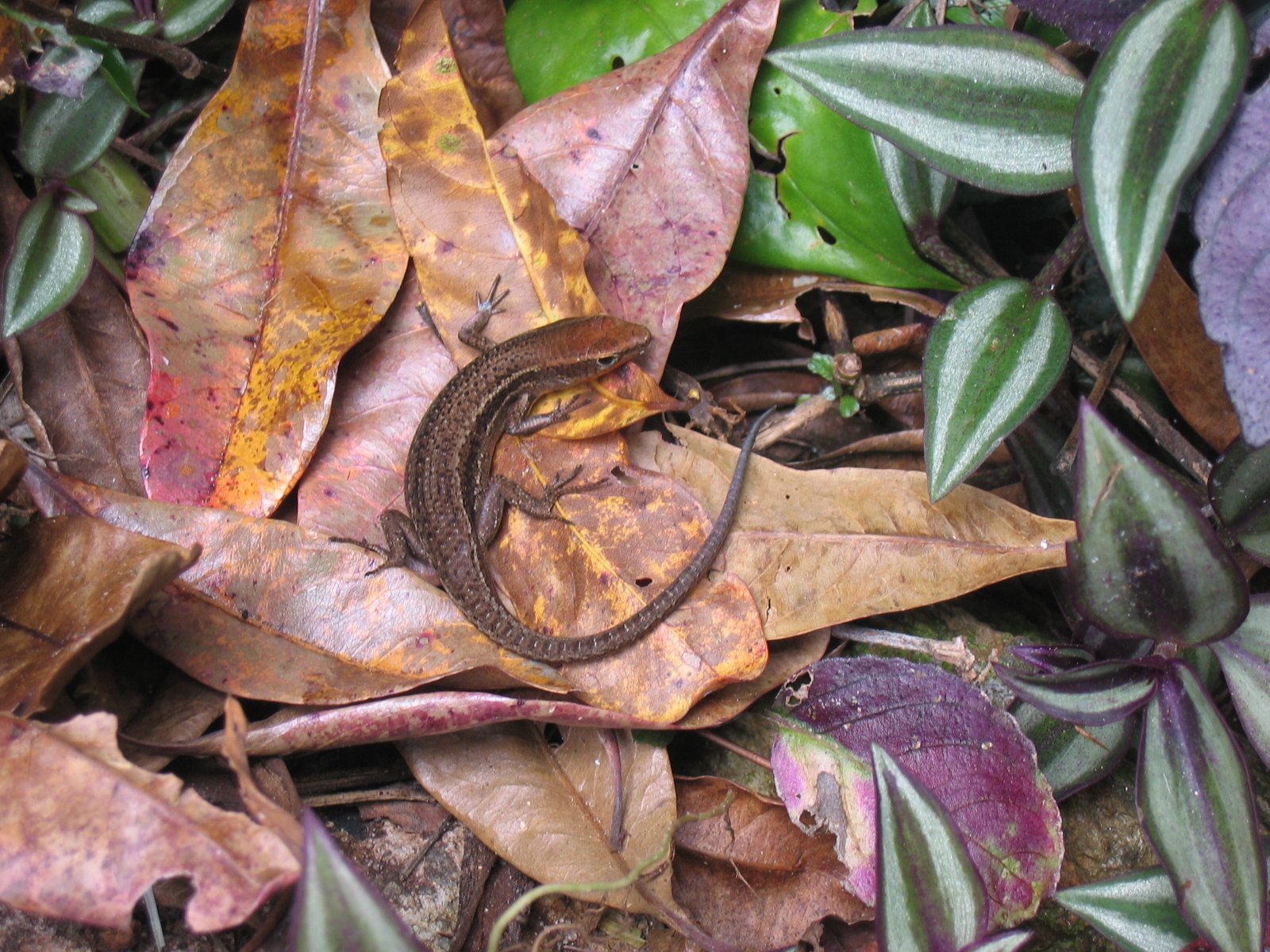 Wallpapers Animals Lizards - Iguanas Petit lzard 