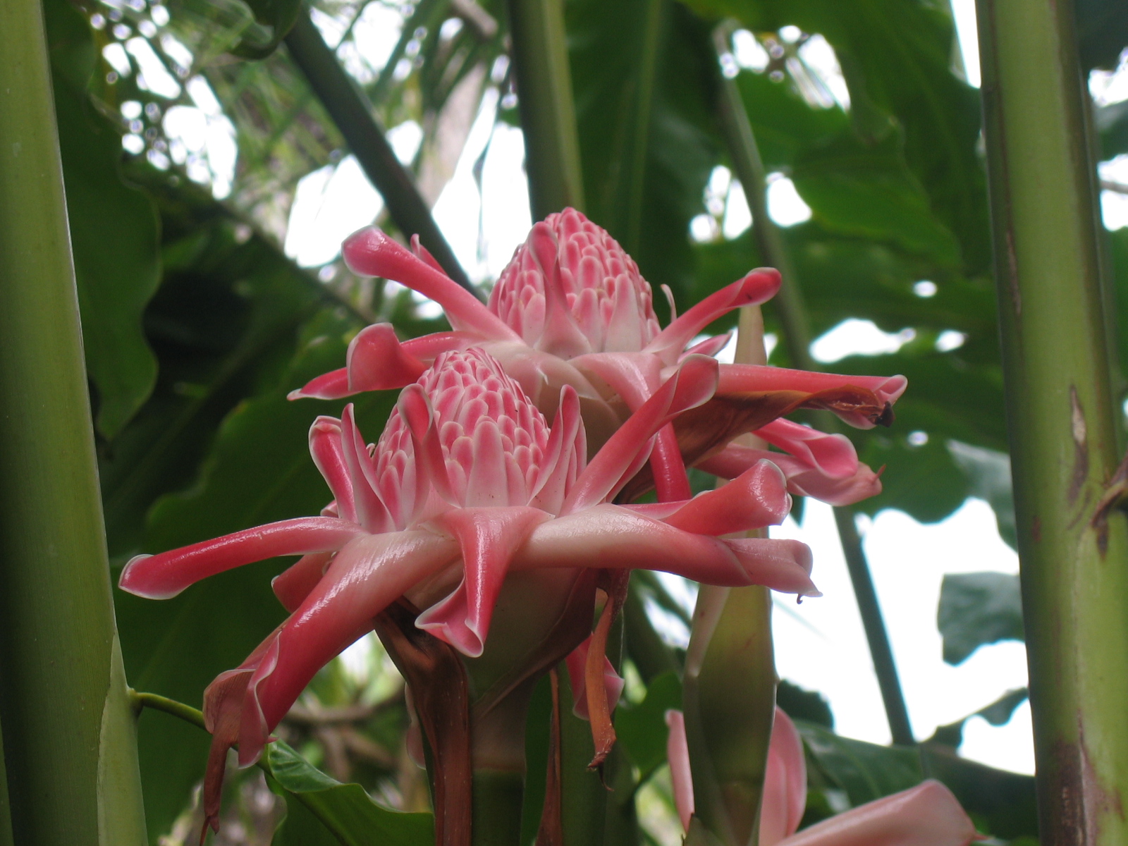 Wallpapers Nature Flowers Fleurs tropicales, Jardin botanique, Cairns, Queensland, Australie