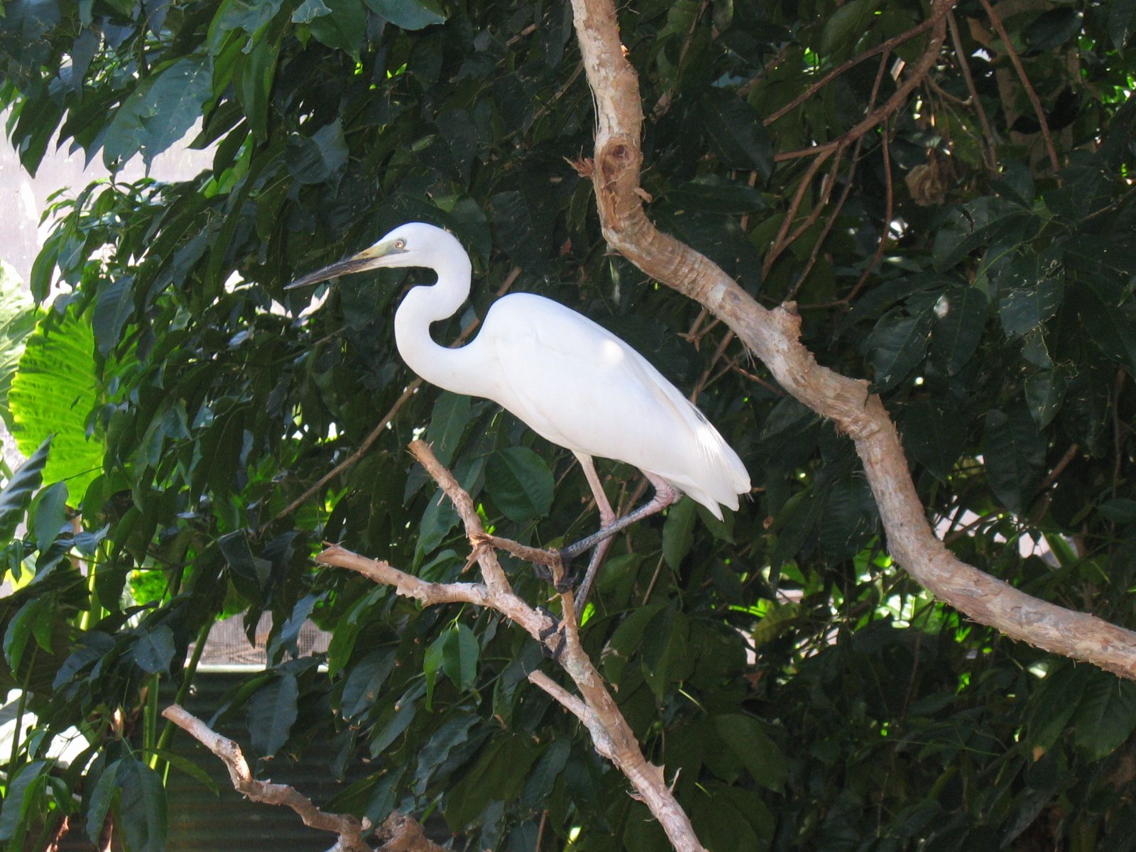 Wallpapers Animals Birds - Herons Petit hrond blanc 