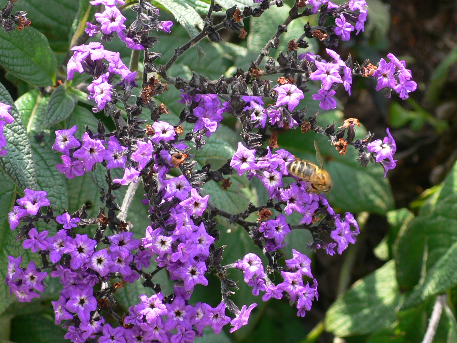 Fonds d'cran Nature Fleurs Symphonie violette pour abeille gourmande