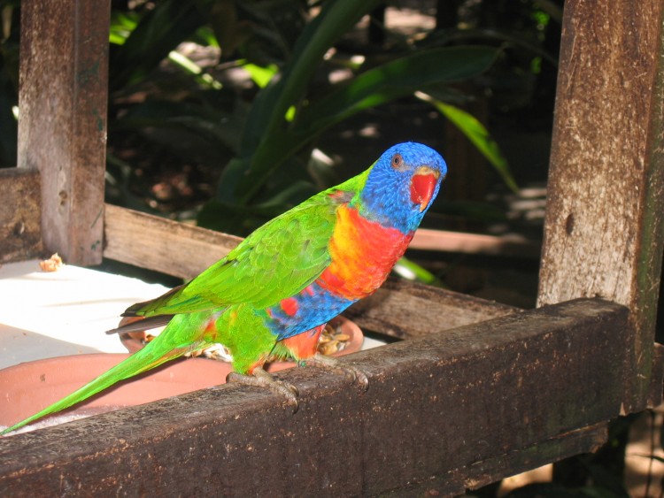 Fonds d'cran Animaux Oiseaux - Perroquets Loriket, Queenland, Australie