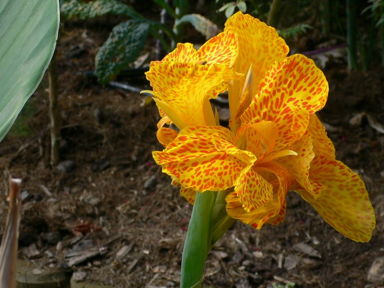 Fonds d'cran Nature Fleurs Fleur mouchete