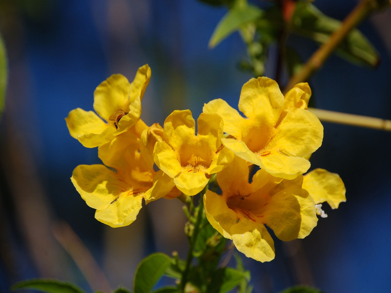 Fonds d'cran Nature Fleurs 