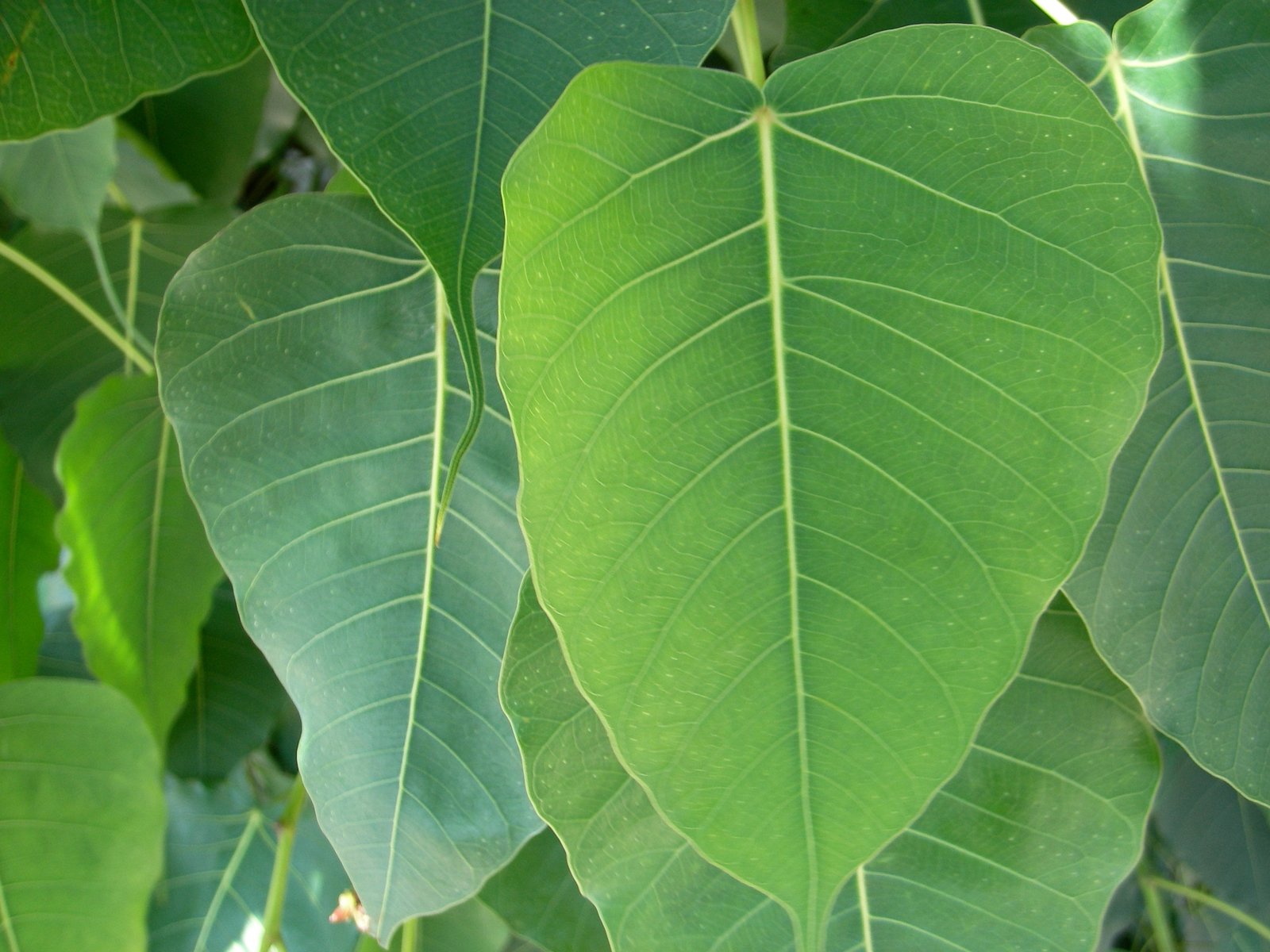 Wallpapers Nature Leaves - Foliage Vert emeraude