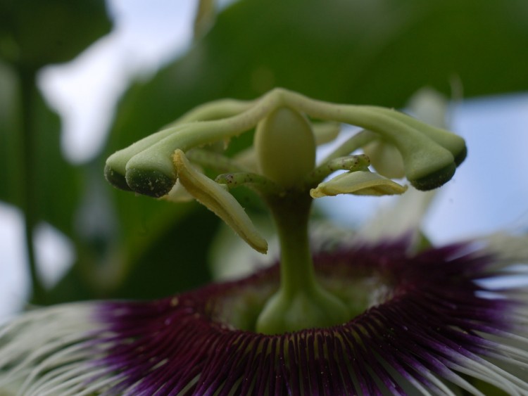 Fonds d'cran Nature Fleurs fruit de la passion