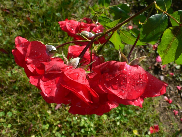 Fonds d'cran Nature Fleurs Perles de pluie