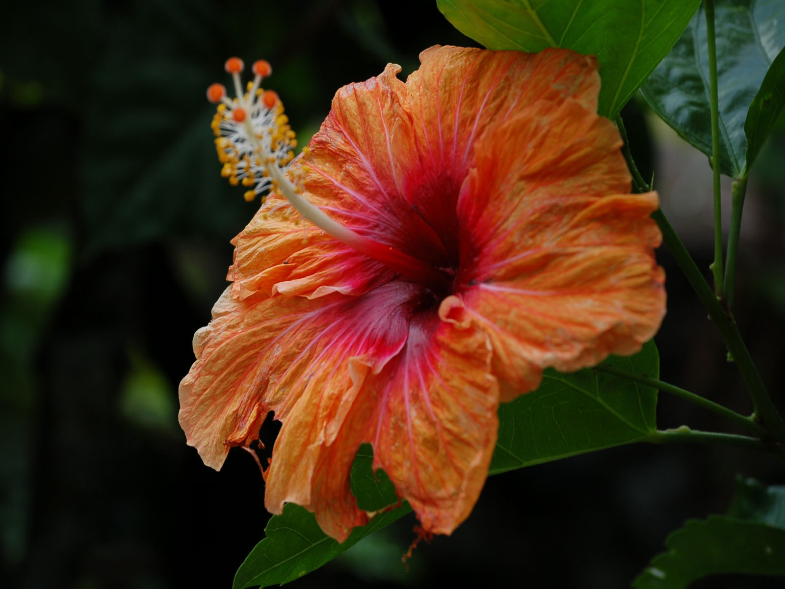 Wallpapers Nature Flowers hibiscus