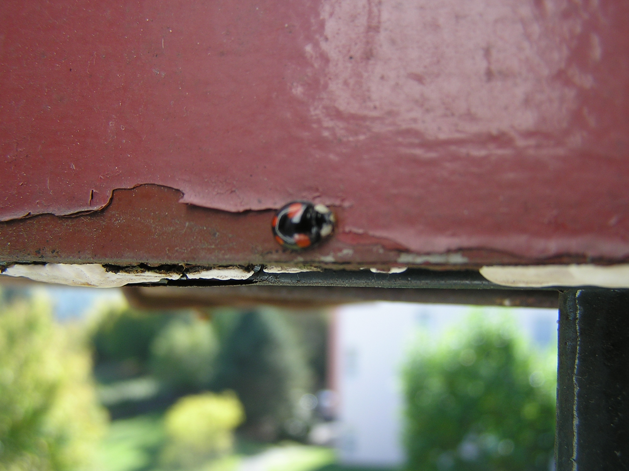 Fonds d'cran Animaux Insectes - Coccinelles Coccinelle sur mon balcon