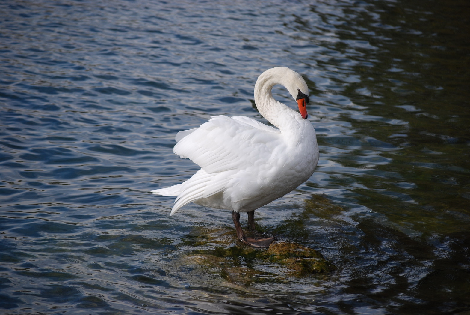 Wallpapers Animals Birds - Swans Cygne qui se gratte